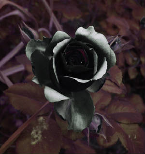 black_rose_by_pat_themove.jpg
